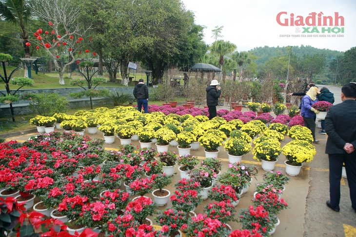 Chợ cây cảnh của người đã khuất nhộn nhịp ngày giáp Tết, 1,5 triệu đồng/cây đào, người đi tạ mộ tranh nhau mua- Ảnh 1.