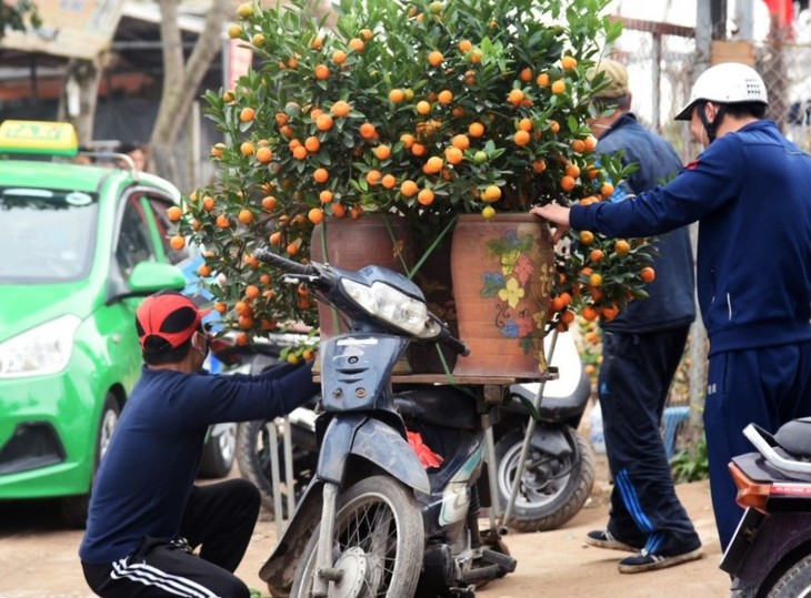 Tài xế chở đào, quất coi chừng bị phạt mất Tết- Ảnh 2.