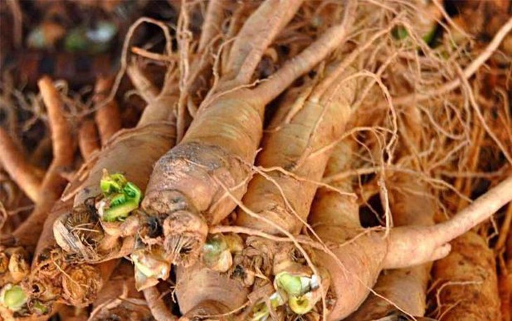 4 vị thuốc bổ huyết ai cũng cần biết