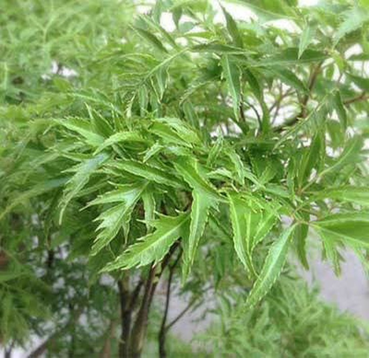 cay-dinh-lang-rs-01_grande