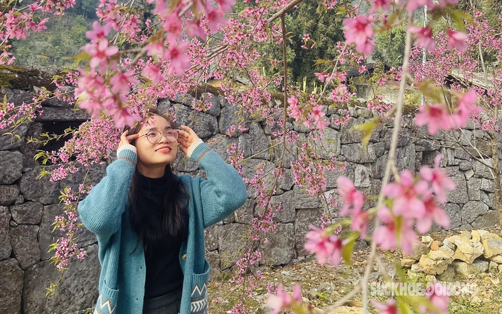 Mê mẩn với sắc hồng của mai anh đào nơi địa đầu Tổ quốc