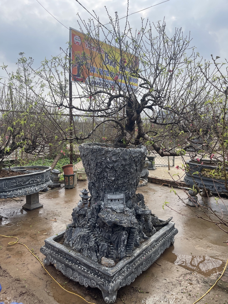 Đào Nhật Tân 'lên chậu' sẵn sàng phục vụ Tết- Ảnh 4. Đào Nhật Tân 'lên chậu' sẵn sàng phục vụ Tết- Ảnh 4.