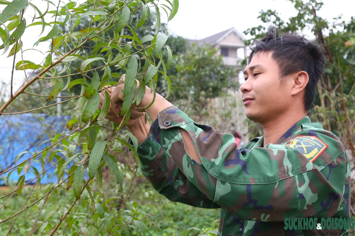Theo anh Thắng, sau công đoạn tuốt lá, việc thành bại của vụ đào phụ thuộc hoàn toàn vào thời tiết. Theo kinh nghiệm của một số chủ vườn đào, khi lá đào bị tuốt xuống, toàn bộ dinh dưỡng của cây sẽ dồn sang nuôi mắt.