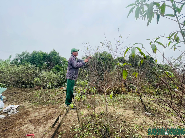 'Thủ phủ' đào phai ở Nghệ An vào vụ tuốt lá, chủ vườn tính ngày hoa nở đẹp nhất- Ảnh 8.
