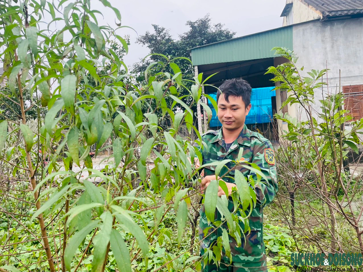 'Thủ phủ' đào phai ở Nghệ An vào vụ tuốt lá, chủ vườn tính ngày hoa nở đẹp nhất- Ảnh 11.