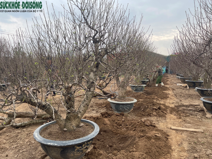 Đào Nhật Tân 'lên chậu' sẵn sàng phục vụ Tết- Ảnh 1. Đào Nhật Tân 'lên chậu' sẵn sàng phục vụ Tết- Ảnh 1.