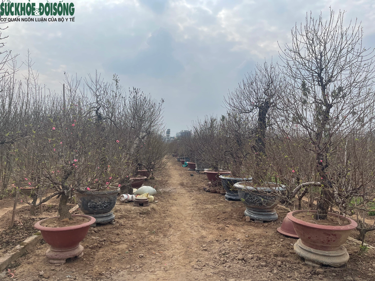 Đào Nhật Tân 'lên chậu' sẵn sàng phục vụ Tết- Ảnh 2. Đào Nhật Tân 'lên chậu' sẵn sàng phục vụ Tết- Ảnh 2.