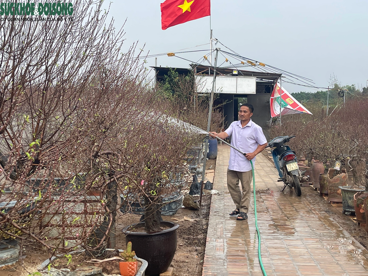 Đào Nhật Tân 'lên chậu' sẵn sàng phục vụ Tết- Ảnh 5. Đào Nhật Tân 'lên chậu' sẵn sàng phục vụ Tết- Ảnh 5.