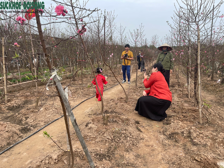 Đào Nhật Tân 'lên chậu' sẵn sàng phục vụ Tết- Ảnh 8. Đào Nhật Tân 'lên chậu' sẵn sàng phục vụ Tết- Ảnh 8.