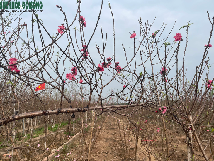 Đào Nhật Tân 'lên chậu' sẵn sàng phục vụ Tết- Ảnh 10. Đào Nhật Tân 'lên chậu' sẵn sàng phục vụ Tết- Ảnh 10.
