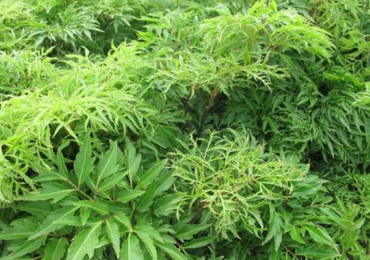 Đinh lăng - Vị thuốc có nhiều công năng trị bệnh