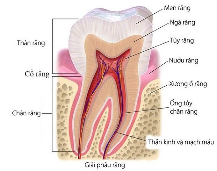 Chế độ ăn cho người bị mòn răng- Ảnh 1.