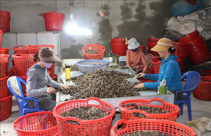 Giá cau tăng cao, khuyến cáo người dân không ồ ạt trồng mới- Ảnh 2. Giá cau tăng cao, khuyến cáo người dân không ồ ạt trồng mới- Ảnh 2.