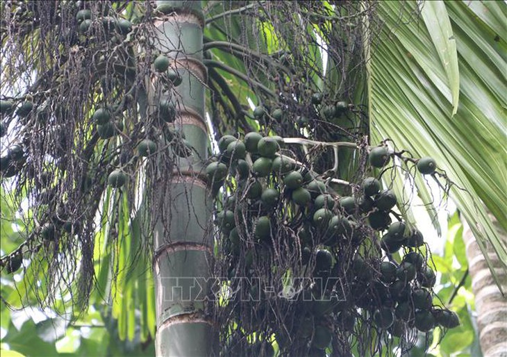 Giá cau tăng cao, khuyến cáo người dân không ồ ạt trồng mới- Ảnh 1. Giá cau tăng cao, khuyến cáo người dân không ồ ạt trồng mới- Ảnh 1.