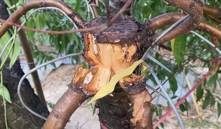 Bắt khẩn cấp đối tượng cố ý hủy hoại hàng trăm cây đào thế của người dân huyện Mê Linh- Ảnh 2. Bắt khẩn cấp đối tượng cố ý hủy hoại hàng trăm cây đào thế của người dân huyện Mê Linh- Ảnh 2.