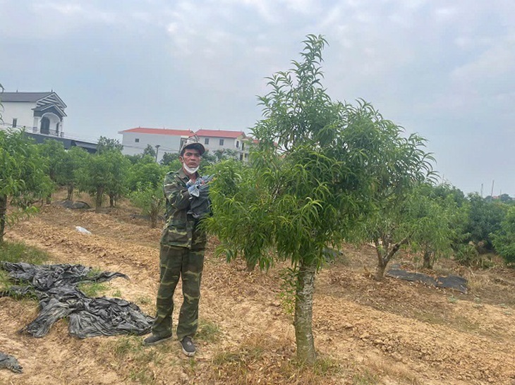 Bắt khẩn cấp đối tượng cố ý hủy hoại hàng trăm cây đào thế của người dân huyện Mê Linh- Ảnh 3. Bắt khẩn cấp đối tượng cố ý hủy hoại hàng trăm cây đào thế của người dân huyện Mê Linh- Ảnh 3.