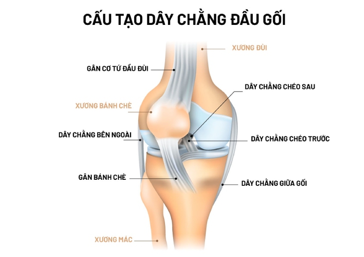 Để có phương pháp điều trị chính xác, bệnh nhân cần phải khám và chỉ định chụp MRI khớp gối để bác sĩ xác định chính xác mức độ tổn thương. Ảnh minh họa