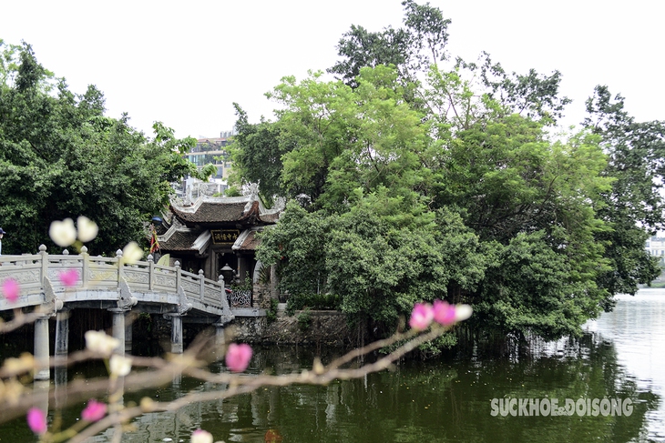 Cận cảnh nơi trú ngụ của đàn chim hoang dã giữa Thủ đô- Ảnh 1.