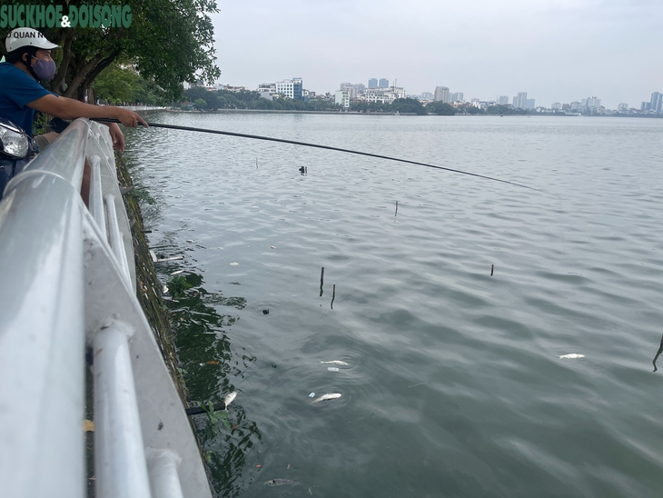 Cá chết bốc mùi hôi thối ở Hồ Tây- Ảnh 4.