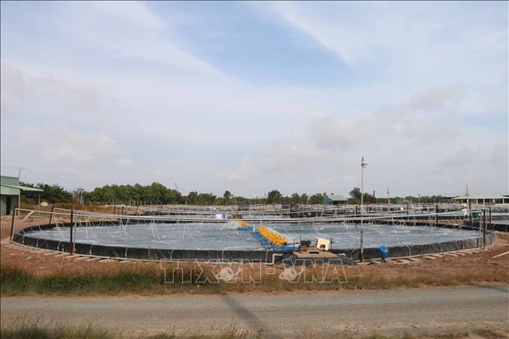 Nuôi tôm ứng dụng công nghệ cao lợi nhuận gấp 7 - 10 lần- Ảnh 1. Nuôi tôm ứng dụng công nghệ cao lợi nhuận gấp 7 - 10 lần- Ảnh 1.