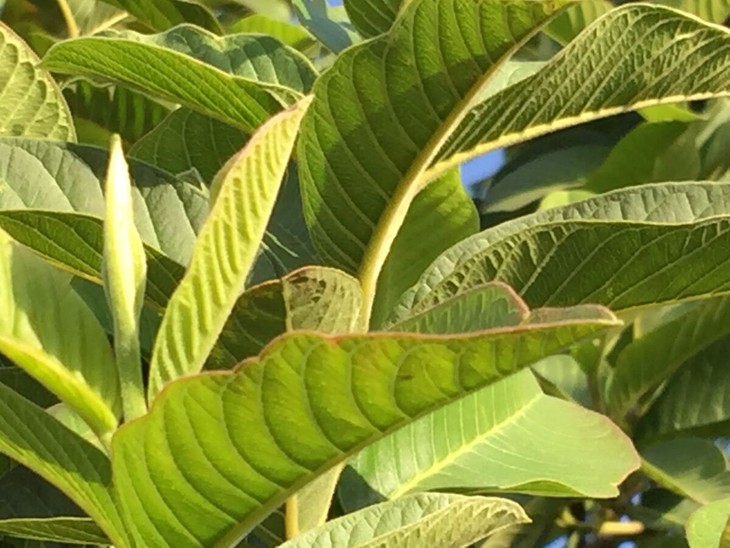 50 Guava Leaves from S. California Home Garden Organic Fresh Green Cut  Nature | eBay