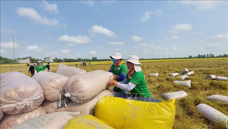 Giá gạo ổn định trở lại sau chính sách của Ấn Độ- Ảnh 1. Giá gạo ổn định trở lại sau chính sách của Ấn Độ- Ảnh 1.