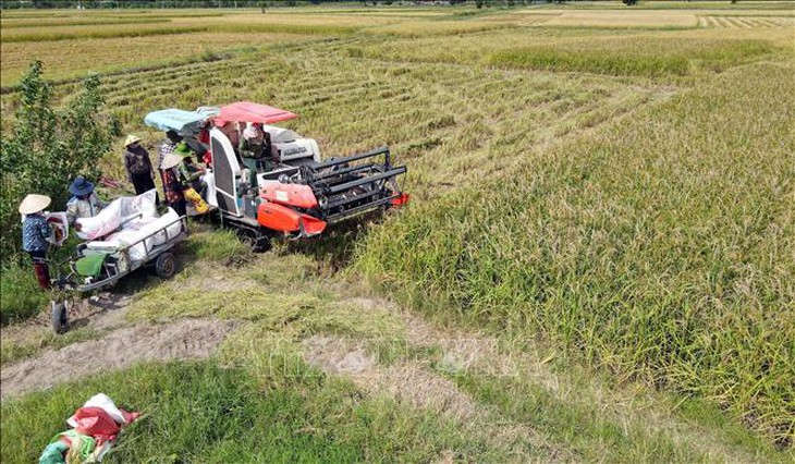 Nhanh chóng sản xuất vụ Đông, bù đắp thiệt hại vụ Mùa- Ảnh 1. Nhanh chóng sản xuất vụ Đông, bù đắp thiệt hại vụ Mùa- Ảnh 1.