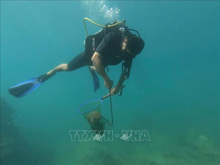 Hệ sinh thái biển vịnh Nha Trang dần phục hồi tích cực- Ảnh 1.