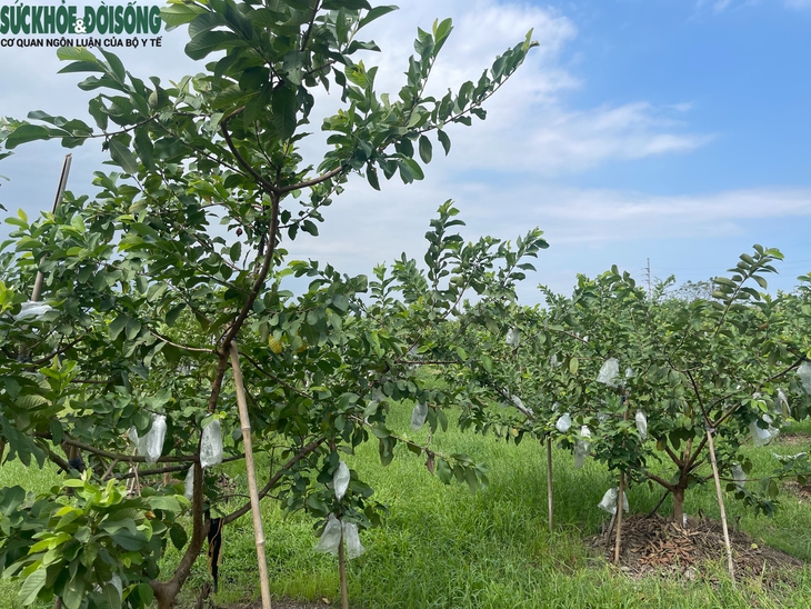 Về thăm vườn ổi Di Trạch, Hà Nội mùa trĩu quả- Ảnh 1.
