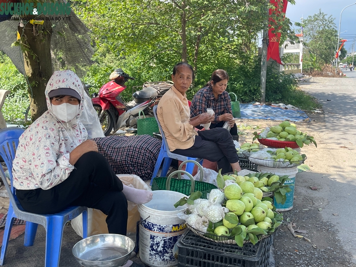 Về thăm vườn ổi Di Trạch, Hà Nội mùa trĩu quả- Ảnh 8.