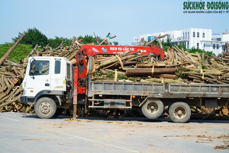 Cận cảnh bên trong khu tập kết gỗ chờ đấu giá sau bão số 3- Ảnh 2. Cận cảnh bên trong khu tập kết gỗ chờ đấu giá sau bão số 3- Ảnh 2.