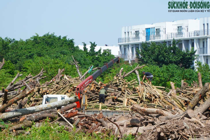 Cận cảnh bên trong khu tập kết gỗ chờ đấu giá sau bão số 3- Ảnh 3. Cận cảnh bên trong khu tập kết gỗ chờ đấu giá sau bão số 3- Ảnh 3.