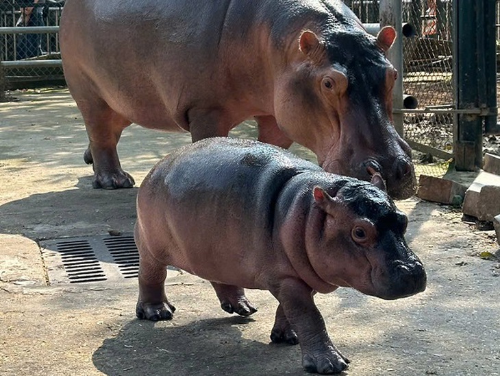Vườn thú Hà Nội bất ngờ đón thêm thành viên hà mã baby- Ảnh 1. Vườn thú Hà Nội bất ngờ đón thêm thành viên hà mã baby- Ảnh 1.