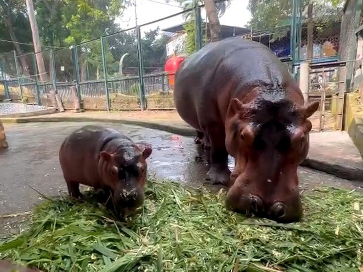 Vườn thú Hà Nội bất ngờ đón thêm thành viên hà mã baby- Ảnh 4. Vườn thú Hà Nội bất ngờ đón thêm thành viên hà mã baby- Ảnh 4.