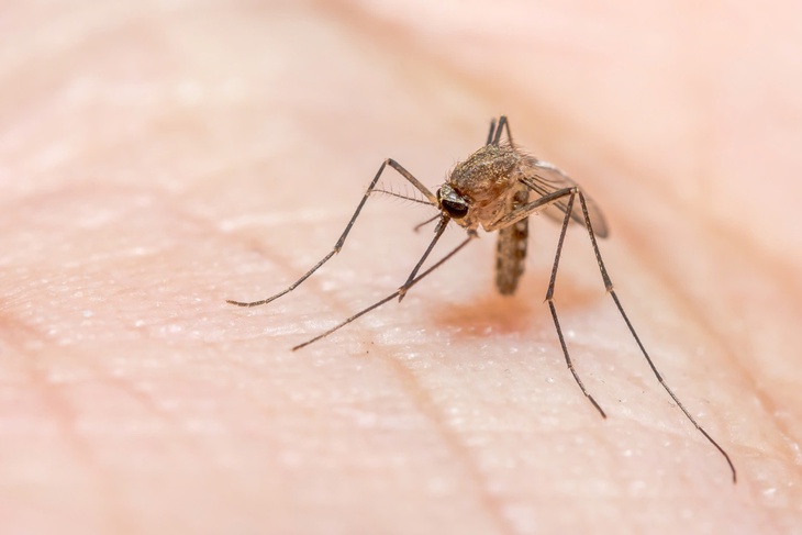 Không chỉ sốt xuất huyết, virus zika, sốt rét, viêm não Nhật Bản cũng cần được các gia đình quan tâm và phòng ngừa- Ảnh 2. Không chỉ sốt xuất huyết, virus zika, sốt rét, viêm não Nhật Bản cũng cần được các gia đình quan tâm và phòng ngừa- Ảnh 2.