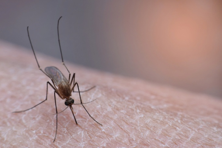 Không chỉ sốt xuất huyết, virus zika, sốt rét, viêm não Nhật Bản cũng cần được các gia đình quan tâm và phòng ngừa- Ảnh 4. Không chỉ sốt xuất huyết, virus zika, sốt rét, viêm não Nhật Bản cũng cần được các gia đình quan tâm và phòng ngừa- Ảnh 4.