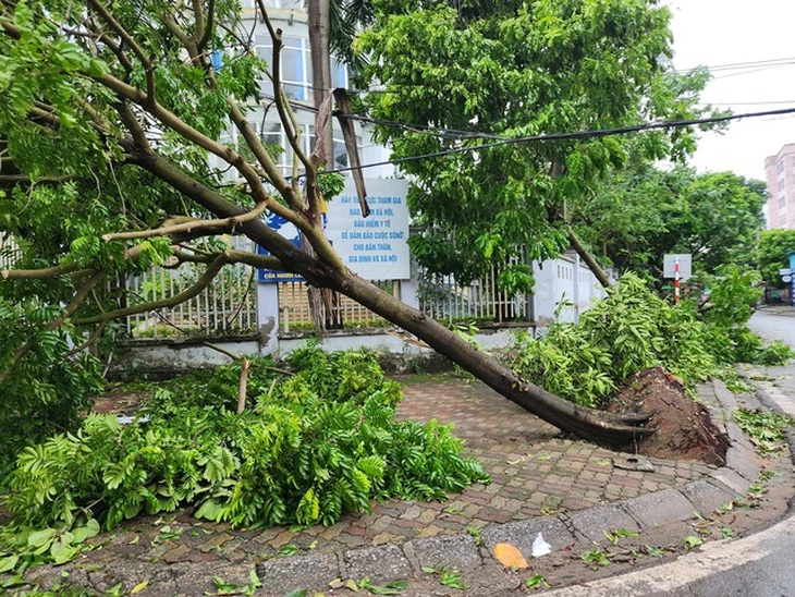Truy tìm nhà thầu trồng cây xanh còn nguyên bầu bọc rễ để yêu cầu trồng lại- Ảnh 1. Truy tìm nhà thầu trồng cây xanh còn nguyên bầu bọc rễ để yêu cầu trồng lại- Ảnh 1.