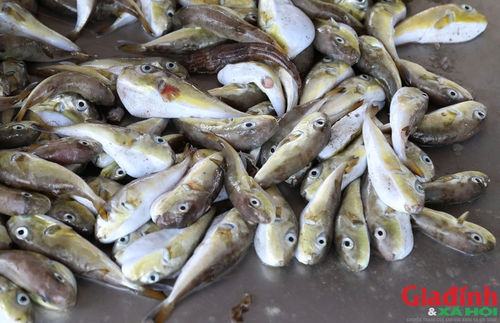 Vì sao loại cá chứa chất kịch độc người dân vùng biển miền Trung vẫn tranh nhau mua?- Ảnh 1. Vì sao loại cá chứa chất kịch độc người dân vùng biển miền Trung vẫn tranh nhau mua?- Ảnh 1.