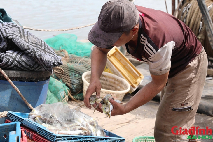 Vì sao loại cá chứa chất kịch độc người dân vùng biển miền Trung vẫn tranh nhau mua?- Ảnh 2. Vì sao loại cá chứa chất kịch độc người dân vùng biển miền Trung vẫn tranh nhau mua?- Ảnh 2.