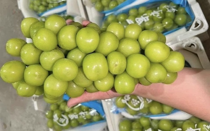 Chưa phát hiện nho sữa Trung Quốc tồn dư chất độc hại tại Việt Nam