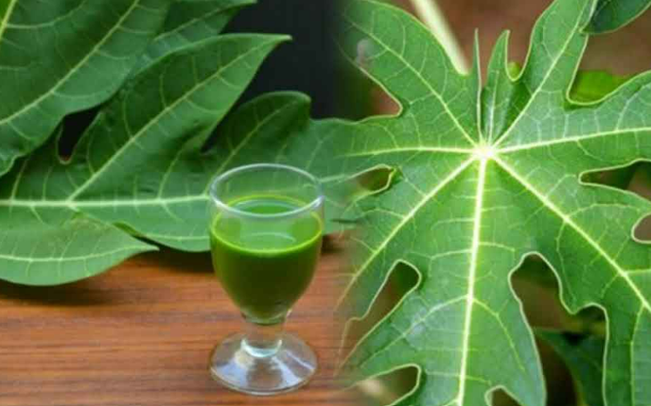 Uống nước lá đu đủ hàng ngày có tốt không?