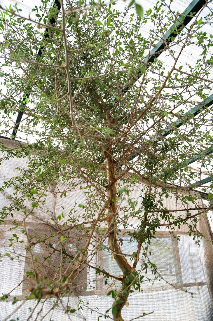 Cây thuốc thất truyền được hồi sinh từ hạt giống nghìn năm tuổi- Ảnh 3.