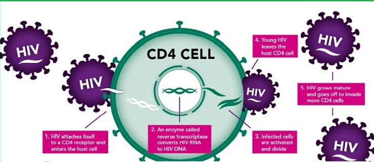 Tại sao số lượng tế bào CD4 lại quan trọng trong điều trị HIV?- Ảnh 1.