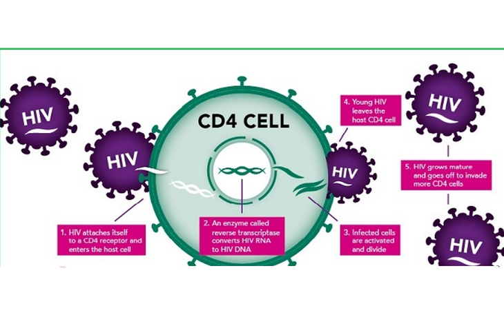Tại sao số lượng tế bào CD4 lại quan trọng trong điều trị HIV?