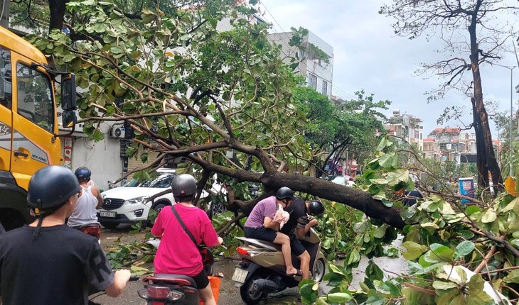 Sau bão số 3, Quảng Ninh báo động tình trạng cháy rừng- Ảnh 1. Sau bão số 3, Quảng Ninh báo động tình trạng cháy rừng- Ảnh 1.