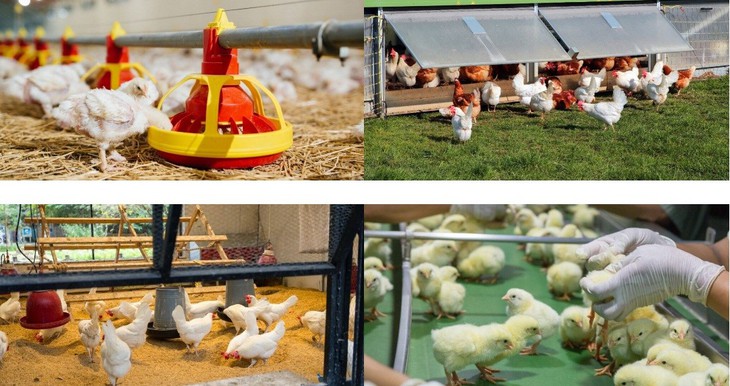 Chàng trai Thanh Hóa nuôi tham vọng đưa gà Việt Nam vươn tầm thế giới- Ảnh 3.