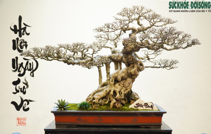 Chiêm ngưỡng tác phẩm cây cảnh nghệ thuật đặc sắc tại Hà Nội- Ảnh 10.