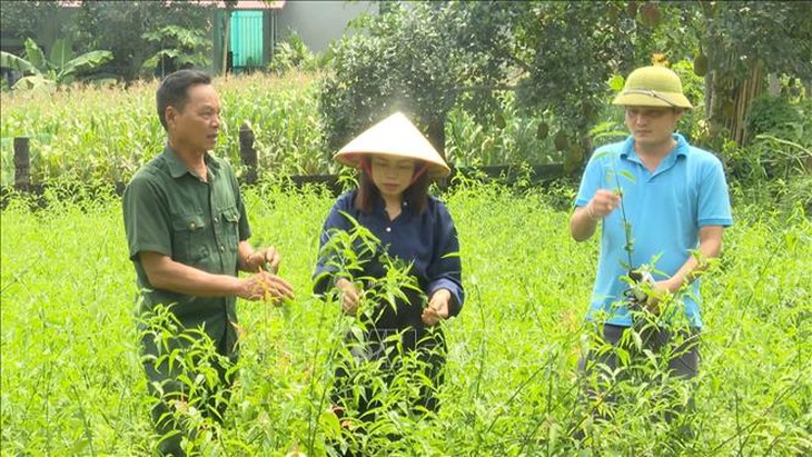 Giảm nghèo nhờ trồng cây dược liệu- Ảnh 1.