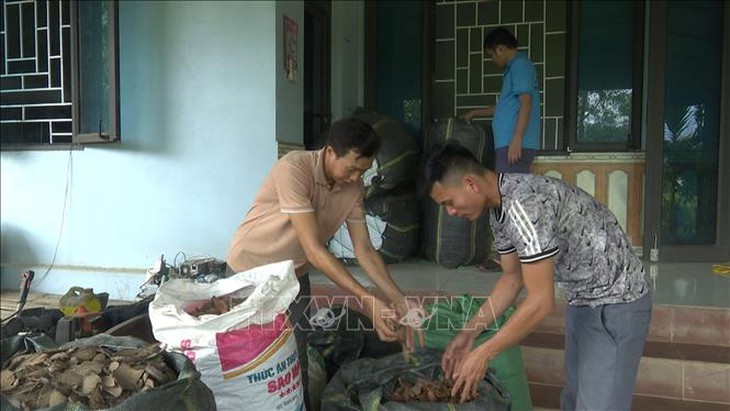 Giảm nghèo nhờ trồng cây dược liệu- Ảnh 3.