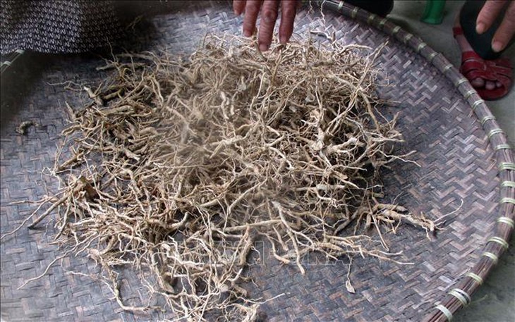 Giảm nghèo nhờ trồng cây dược liệu- Ảnh 2.